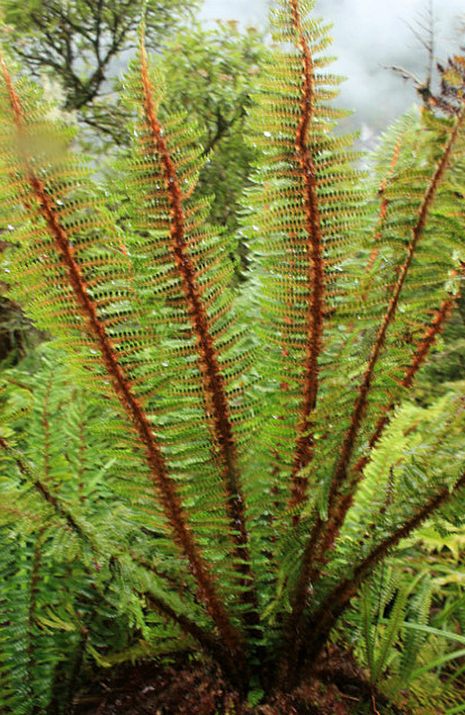 One Of The Many Types Of Ferns