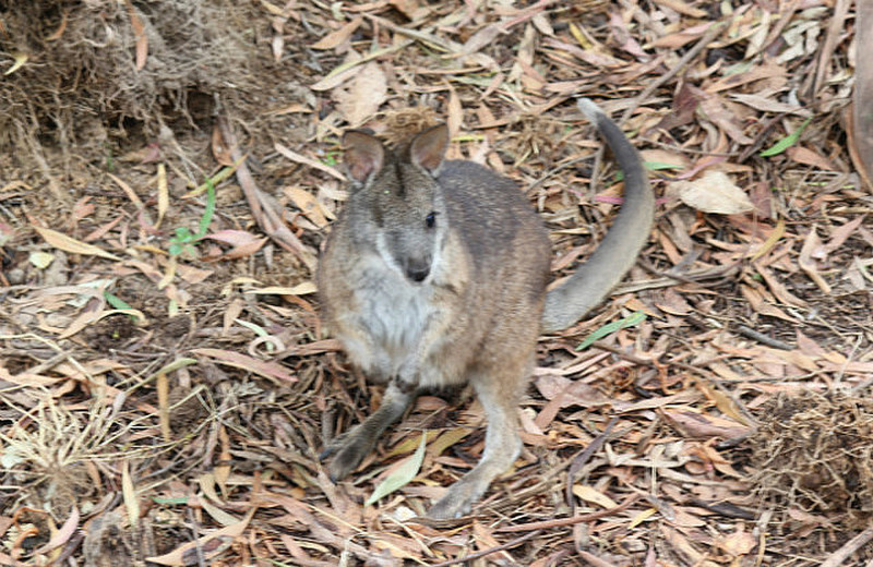 One Eyed Wallaby