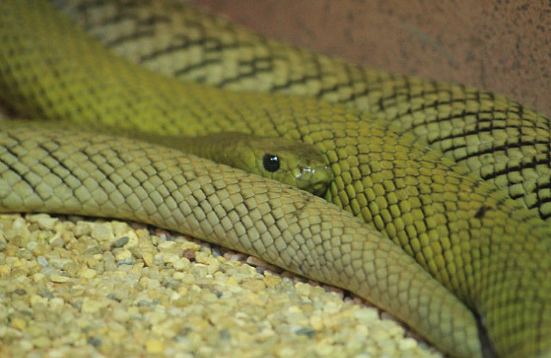One Of Australia&#39;s Deadliest Snakes