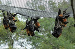 Hanging Out With The Flying Fox Bats