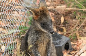 Cute Little Wallaby