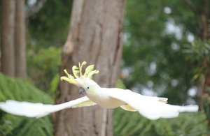 Flying Cockatoo