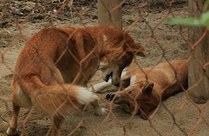 Playful Dingoes