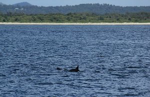 Dolphin Nelson Bay