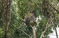 Wild Koala