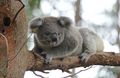 Koala At Koala Hospital