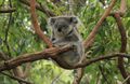 Koala At Koala Hospital