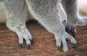 koala claws