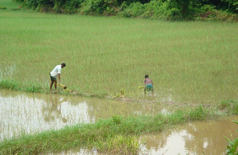 Working The Rice Fields