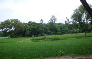 Bangladesh Landscape