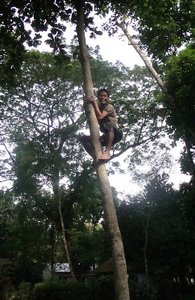 Shimol Climbing A Tree