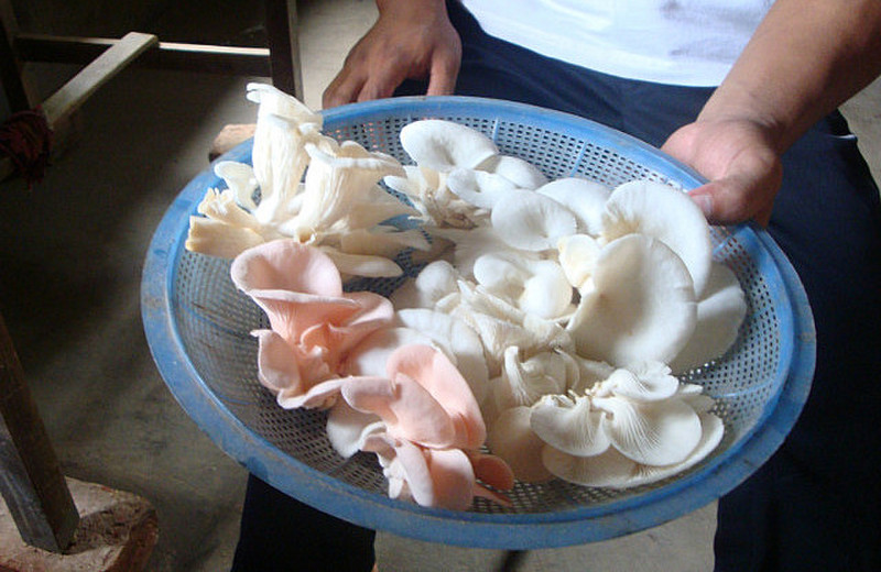 Local Mushrooms