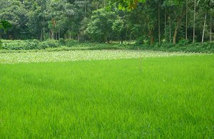 Bangladesh Landscape