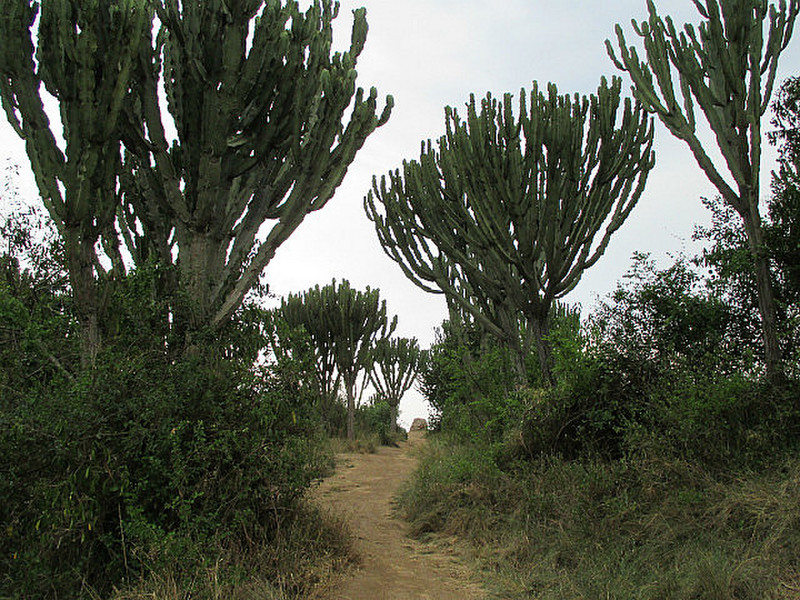 Cactus Trees