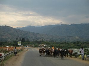 Foothills Of The Rwenzori Mountains