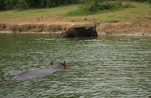 Hippo, Buffalo And Crocodile