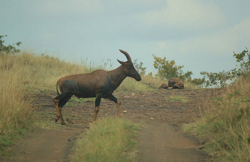 Akagera National Park