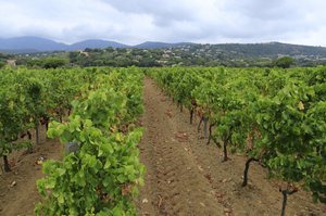 Domaine Winery