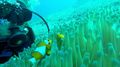 Diving Gili Air