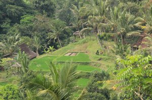 Ubud Countryside 