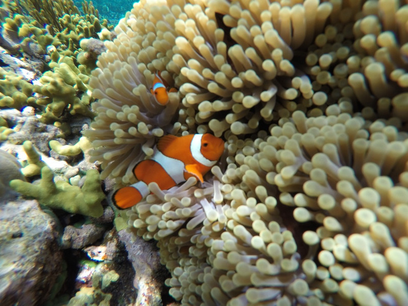 NEMO!
