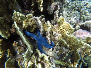 Snorkelling Menjangan 