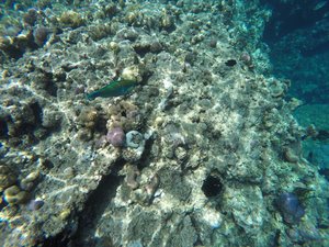 Snorkelling Menjangan 