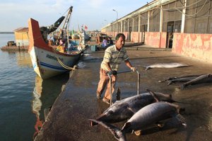 Fish Market Kollam