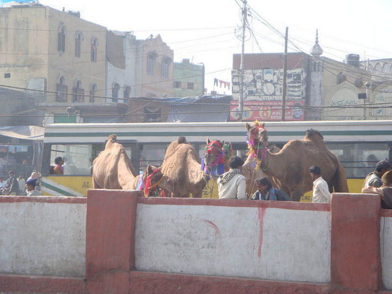 Camels 
