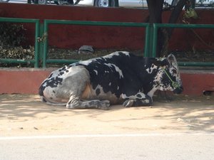 Cows, They&#39;re everywhere in India