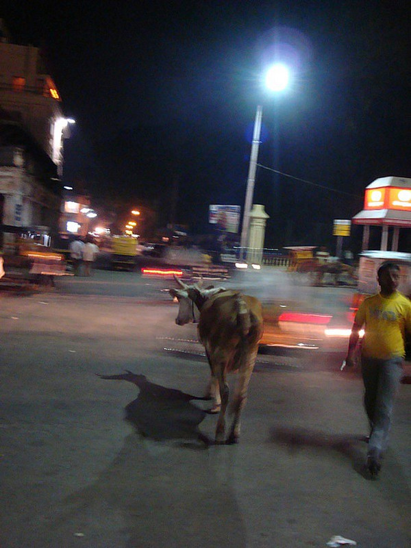 Cow just walking into traffic