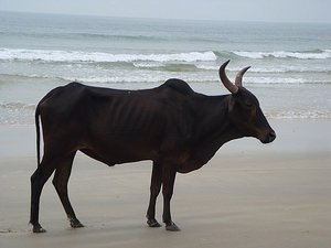 More Cows on the Beach
