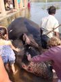 Washing the Elephant