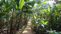 Banana Plantation