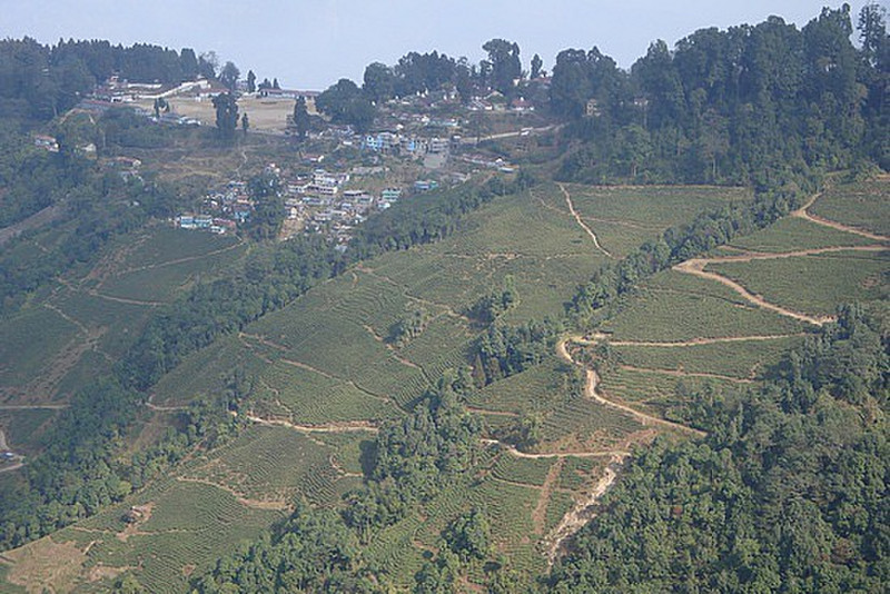 Darjeeling Tea Plantation