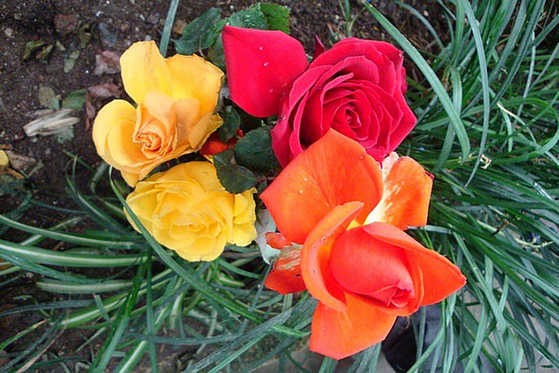 3 Different Coloured Roses
