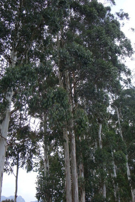 Eucalypt Trees, What the?