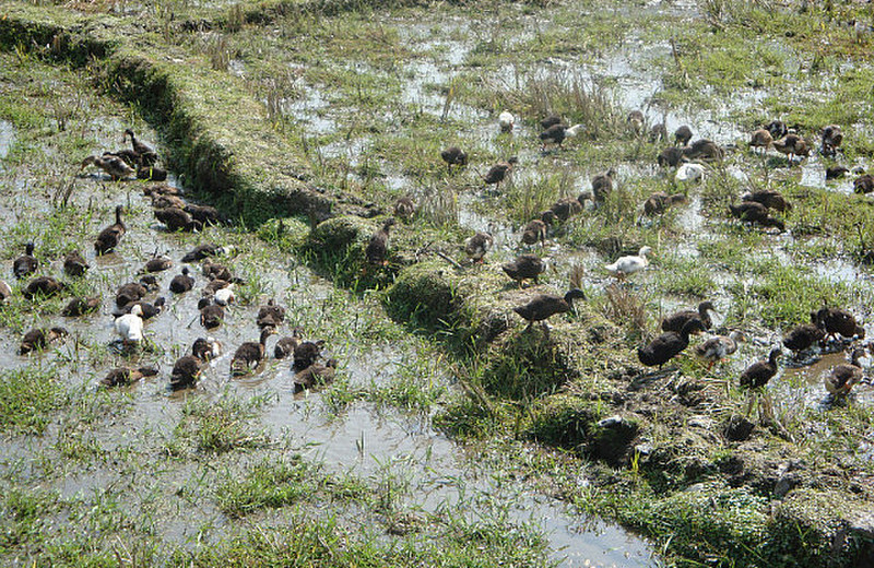 Bunch of Ducks