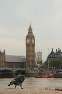 London Pigeon