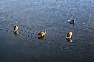 Ducks Standing On Water