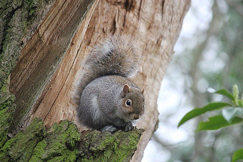Squirrel In Guildford