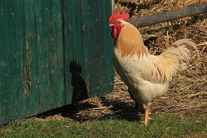 Organic Rooster