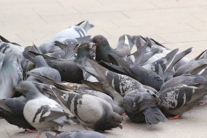 Pigeons Galore
