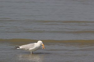 Hungry Seagull