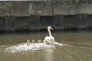 Swan And Babies