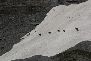 Swiss Wildlife