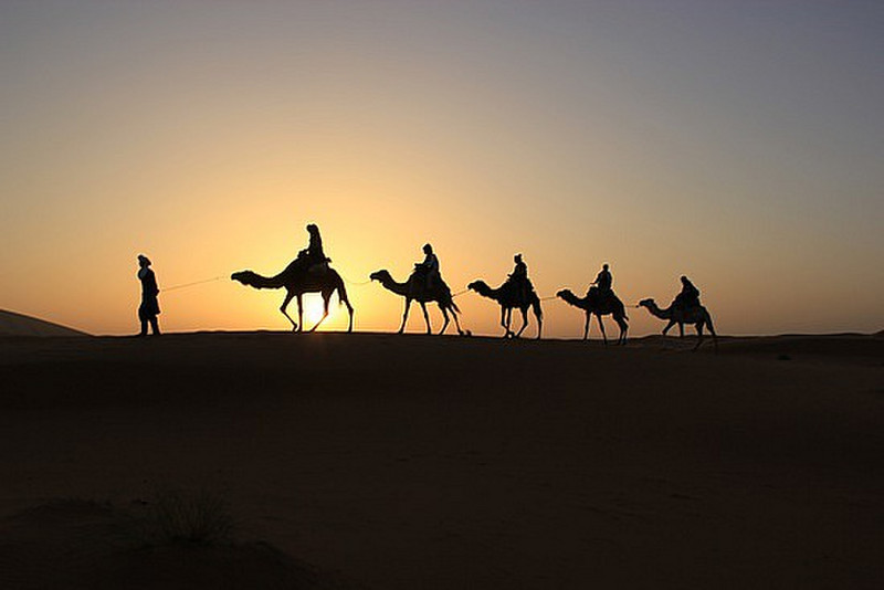 Sunrise Camels
