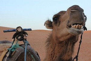Yuksom Riding The Camel