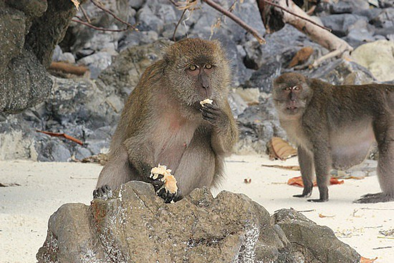 Monkeys At Monkey Beach