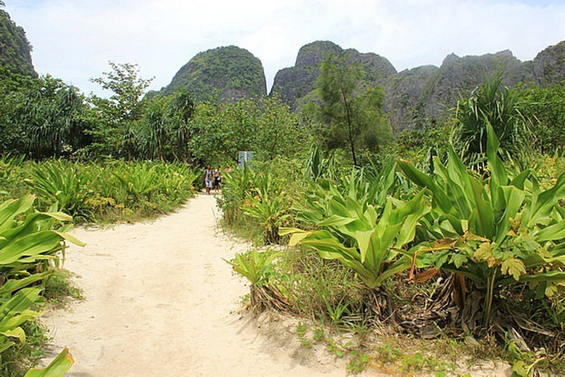 Phi Phi Leh Vegetation